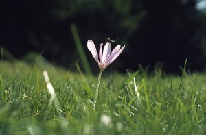 Ape su un fiore Trentino